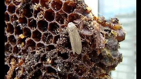 How do I get rid of moths in my beehive?