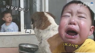 강아지들이 떠난걸 까먹고 일어나자마자 강아지 찾는 응도 ㅠㅠ｜돌아온 응도 EP18 l KBS 주주클럽 030303 방송