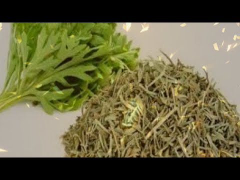 بعشبة الشيح اقضي على السحر و العين و الحسد و المس و الشياطين وانتظري الفرج و السعادة باذن الله