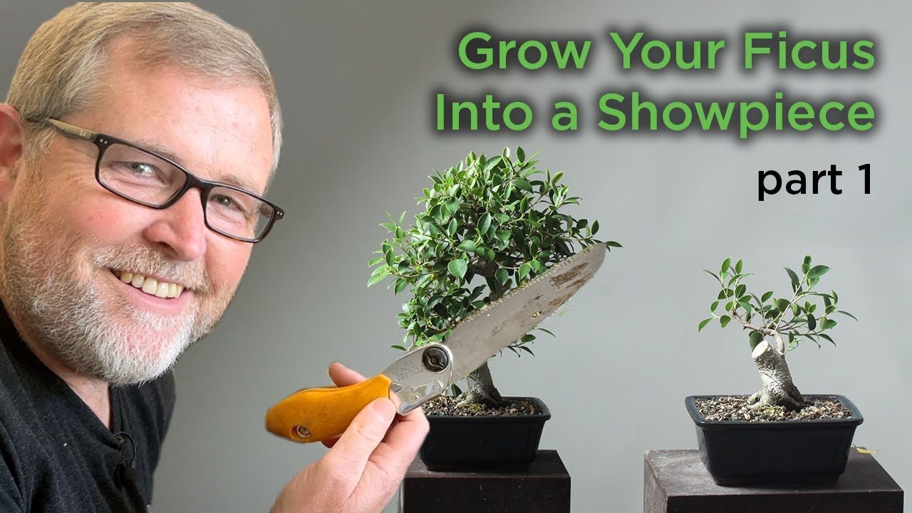 Бонсайфи | Фикус: от массового рынка до шедевра