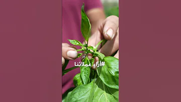 التزهير رجع والثمار اتحجمت بالشكل المناسب 