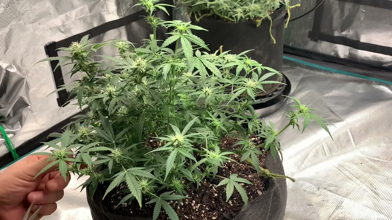 👾Purple Ryder👾 Auto-Flower