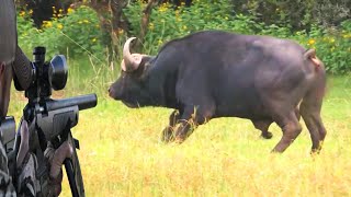 Exploring the hunting world of African buffalo and water buffalo by The Art Of Hunt 11,204 views 8 months ago 8 minutes, 2 seconds