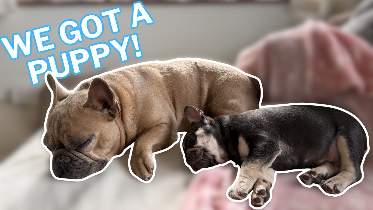 We got a new puppy!! 🐾 Puppy Vlog - YouTube
