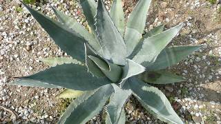 20071014 Torrox
