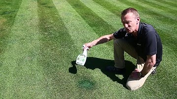 Repairing Dog Urine Patches in Your Lawn