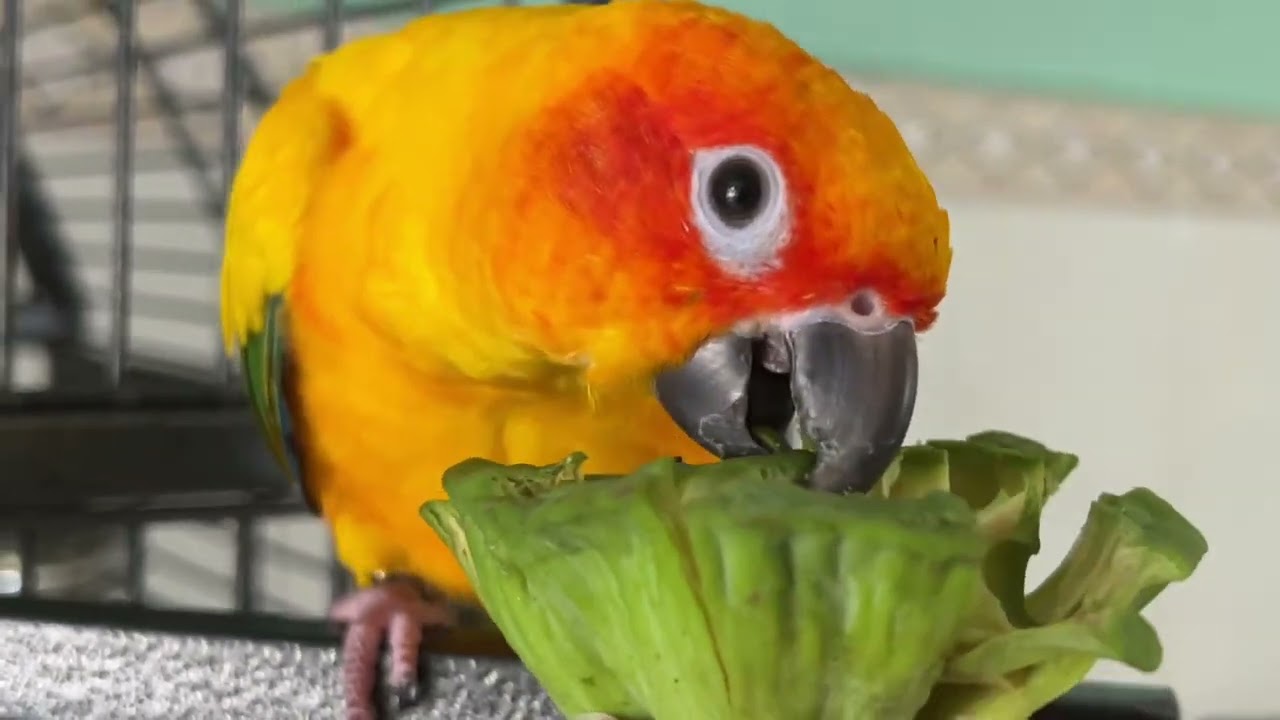Sun Conure eating Lotus fruit | Julie eating Lotus fruit