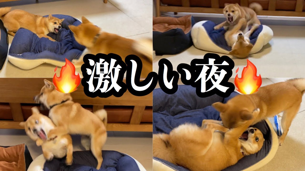 豆柴姉弟 喧嘩するほど仲がいい柴犬 激しいわんわんプロレス - YouTube