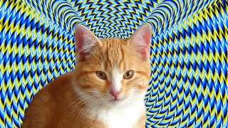 Cute Kitten Vs Optical Illusion, Pixelflight.