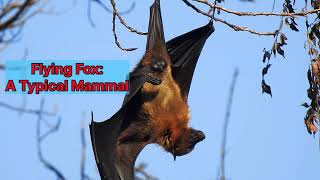 Flying Fox | world's weirdest | BAT | Typical mammal