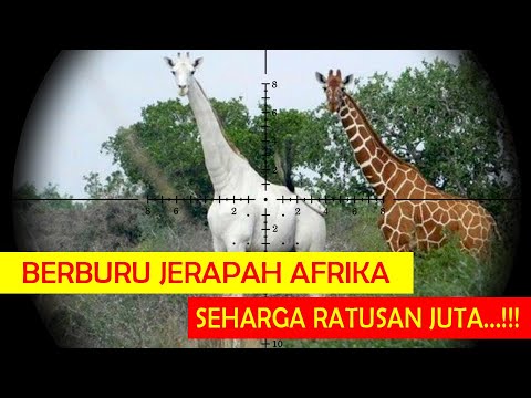 Video: Mwongozo wa Kalimantan: Kupanga Safari Yako