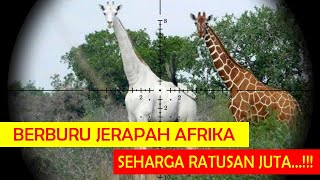 JERAPAH DI AFRIKA MENJADI TARGET