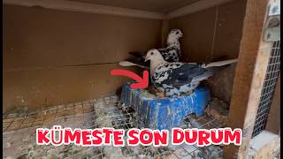 Kuşlarin Genel Kontrolü (Kümeste Son Durum)