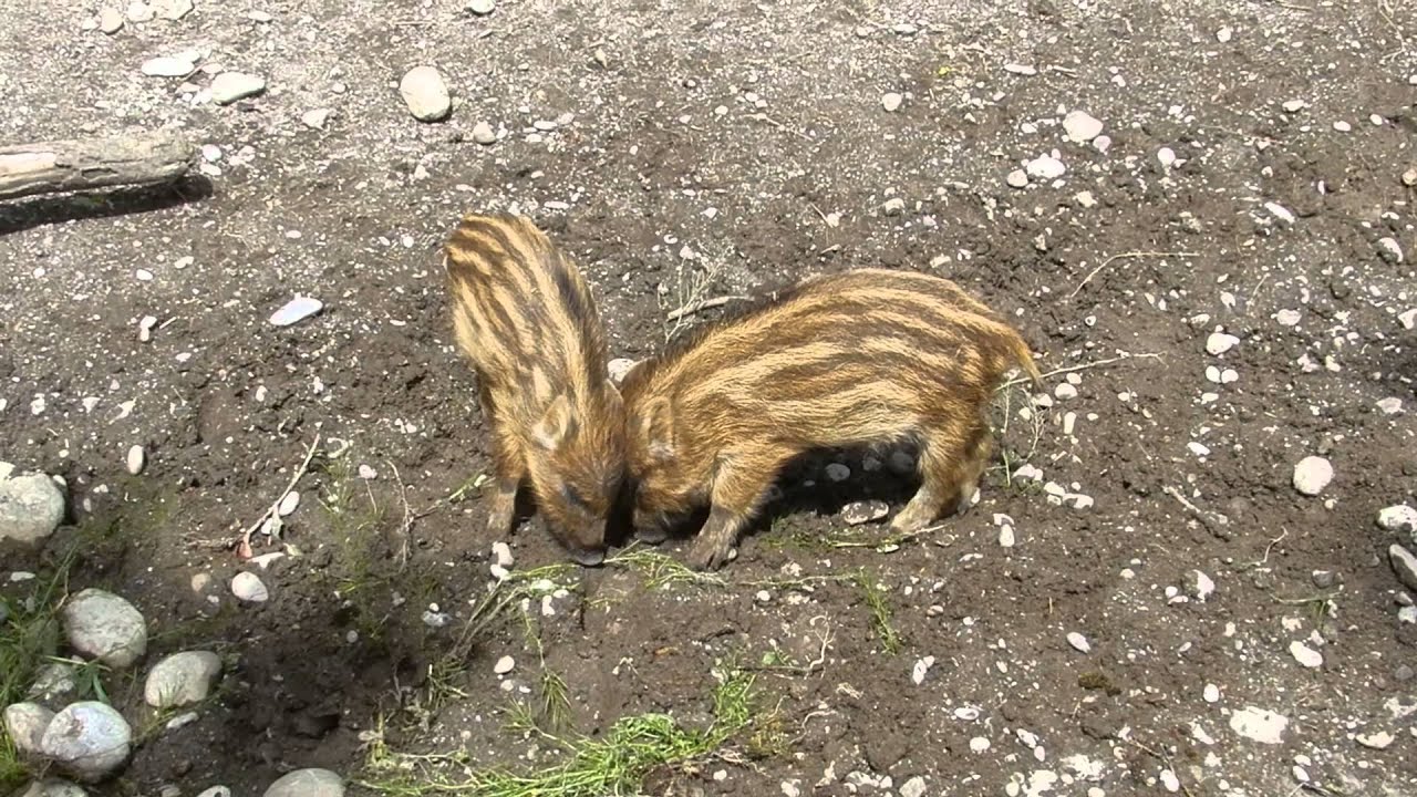 うり坊の力比べ Wild Boar Piglet 1405 Youtube