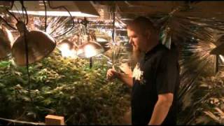 Medical Marijuana Caregivers Grow Operation Part 1