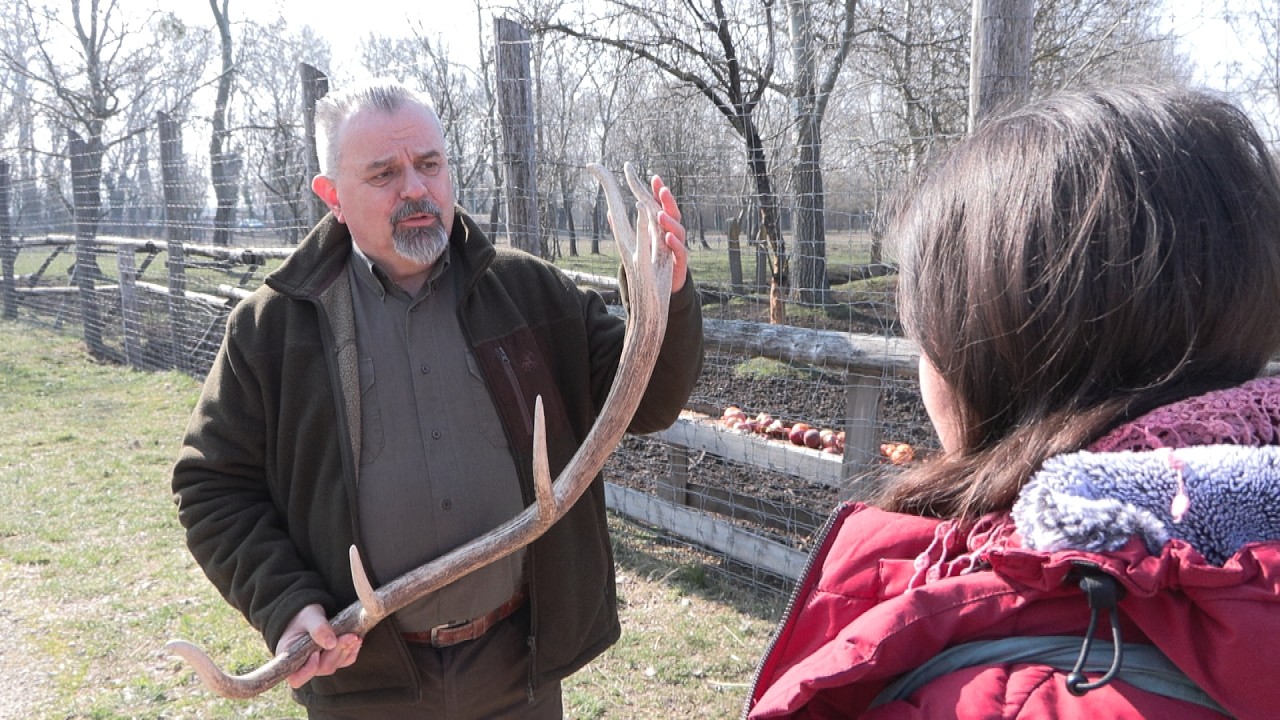 Jobban jár, ha nem viszi el az agancsot!