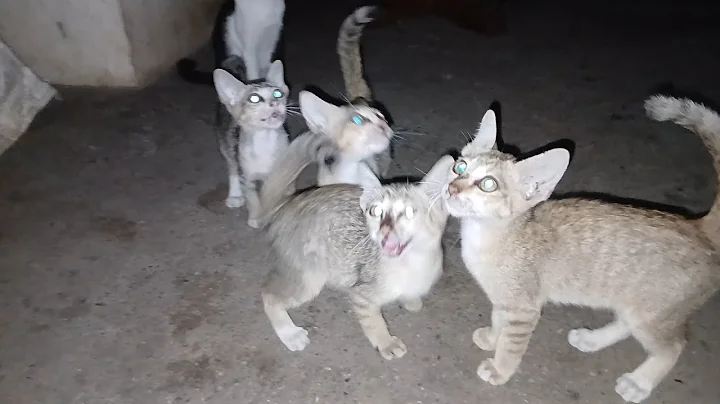 Video 7433961: tabby cat persian, stray cat, cat meowing, kitten eating food, adorable cats, kitty