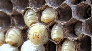 Yellow Jackets HUGE NEST Removal INSIDE HOUSE SWARM Wasp Nest