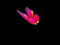 Butterfly Holographic Projector Animation 