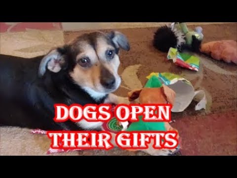 camera iphone 8 plus apk A DOGGIE CHRISTMAS MORNING