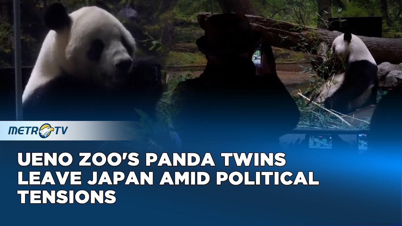 A Final Goodbye to the Panda Twins, Ueno Zoo's Emotional Farewell