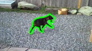 Fast video segmentation example output.