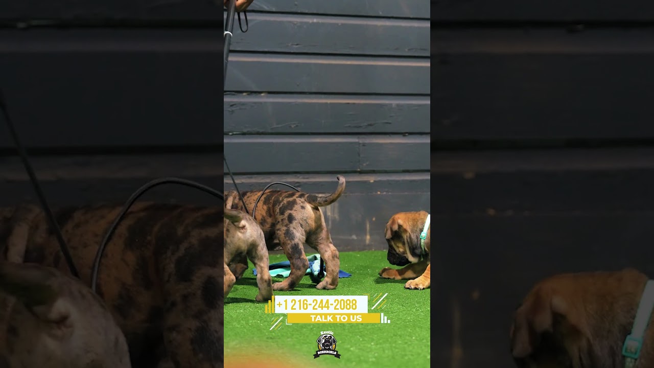 Boerboel Puppies Rich Coats & Strong Pigment 