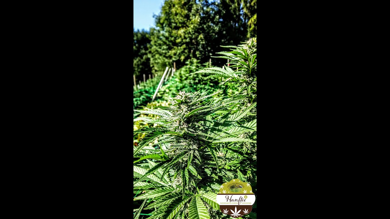 CBD Hanf kurz vor der Ernte Teil-1 2021 @Naturgarten Euring & Bachwinkl Österreich 
