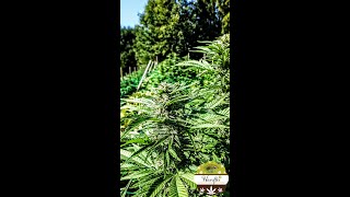 CBD Hanf kurz vor der Ernte Teil-1 2021 @Naturgarten Euring &amp; Bachwinkl Österreich #cbd #outdoor