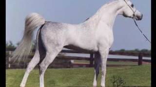 Hadidi ( Norus x Hebet Allah ) 1990 Grey Egyptian Arabian Stallion | Two Silos Horse Farm