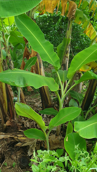 Banana trees #banana #farming #shortsvideo