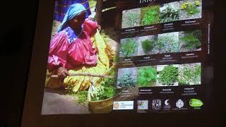 Forest Management In The Sierra Tarahumara