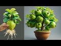 How To Propagate Guava Trees With Aloe Vera And Coca Cola/ how to growing guava trees