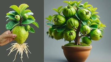 How To Propagate Guava Trees With Aloe Vera And Coca Cola/ how to growing guava trees