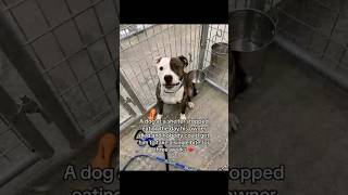 #ad #NatPat #puppy #calmpets #zenpatch #rescuedog #adoptdontshop