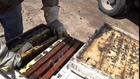 An easy way to split a colony for Fall increase.
