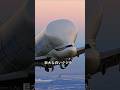 空飛ぶシロイルカ