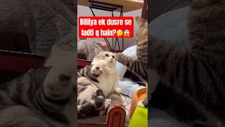 Billiya Apas main Lrti Kiu Hain😱🐈‍⬛🐾 #cat #fighting #facts #trending #viralvideo #shortvideo#pets