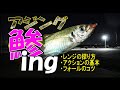 【アジング】水深がわからない時はこう釣れ！お手軽＆簡単♪コツはフォールの調整だけ！りんたこの漁港アジング前編【MTフォール】