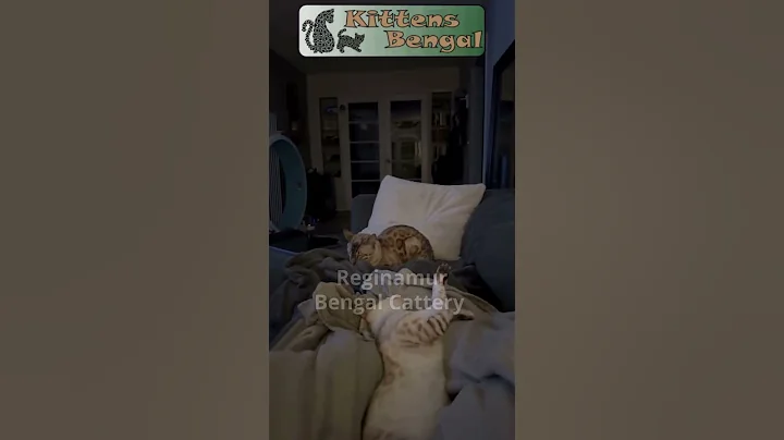 Watch the video about Sleep for an hour | Reginamur Bengal Cat’s Cattery | Bengal Kittens for sale