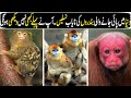 Unique and Rare Monkeys in the World In Hindi/Urdu