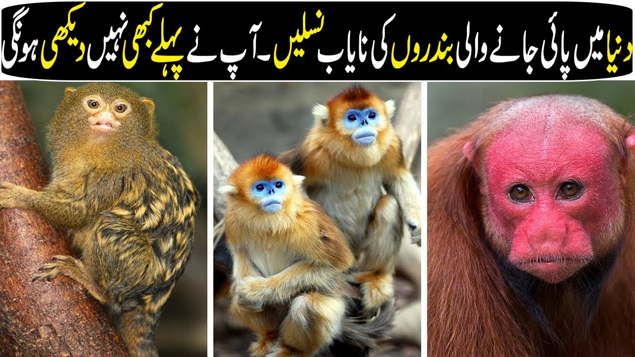 Unique and Rare Monkeys in the World In Hindi/Urdu