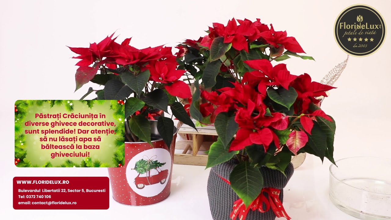 Crăciunițe îngrijire, de la specialiștii FlorideLux!
