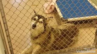 Dog Adoption Room Walk Thru 10-24-17 by SJRAS_Vineland 31,506 views 6 years ago 12 minutes, 25 seconds