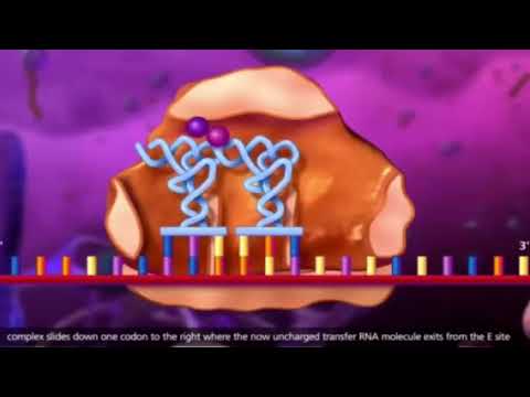 عملية الترجمة ومراحل صناعة البروتين للصف الثاني عشر علمي الفصل الدراسي الثاني