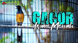 MASTERAN MURAI !! murai gacor isian padet super mewah | shama bird
