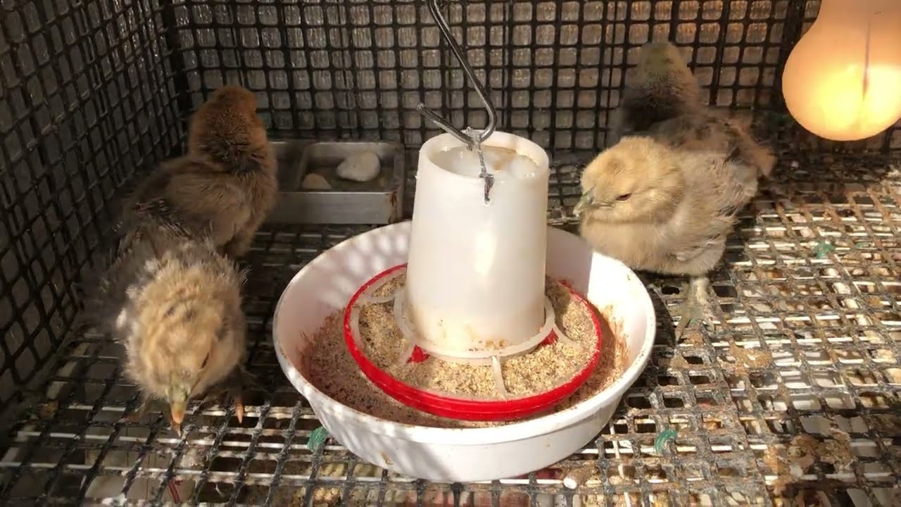 Gà ác gà bông Gòn giống Mỹ #chicken #mypetdn #gachua #funny #rooster #birds #animals #gatre #gàác 