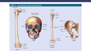 BI 231 Chap 6, Bone Tissue