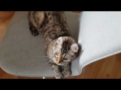 Guest Star: Funny Highland Lynx Billi Playing with Ball and Rolling Around Cute