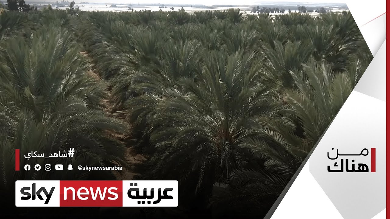 زراعة النخيل وتمر مجهول.. قصة نجاح لافتة في الأردن | #من_هناك